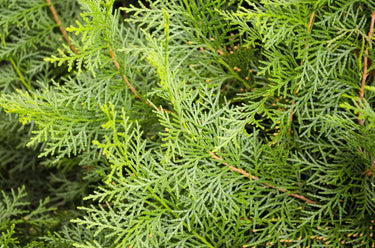 20 MEDITERRANEAN CYPRESS TREE Italian Pencil Pine Cedar Cupressus Sempervirens Stricta Seeds